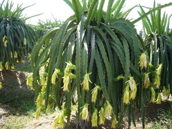 Cây Ngày Dài Là Cây Gì? Đặc Điểm, Ví Dụ Và Cách Trồng Hiệu Quả