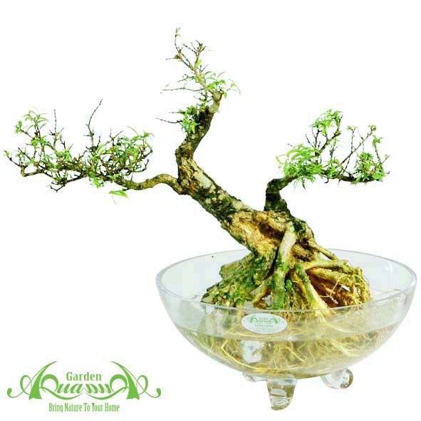 Chóp Ngũ Giác Là Gì? Ứng Dụng Và Cách Tính Toán Chi Tiết Chóp Ngũ Giác Là Gì? Ứng Dụng Và Cách Tính Toán Chi Tiết