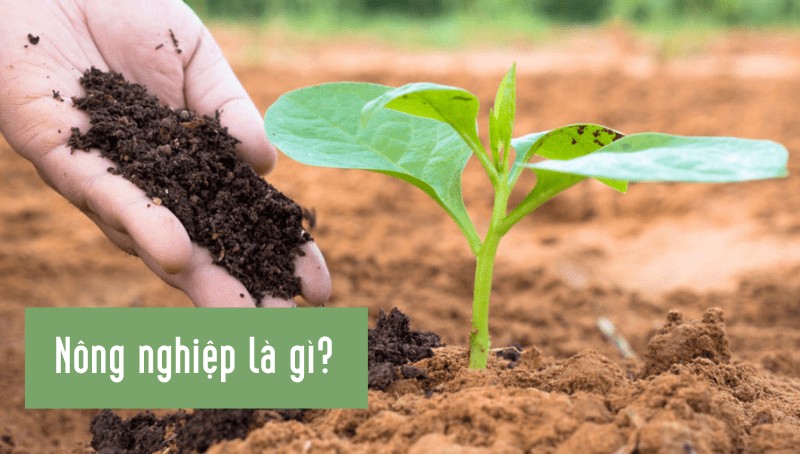 Tư Liệu Sản Xuất Chủ Yếu Của Ngành Nông Nghiệp Là Gì? Tư Liệu Sản Xuất Chủ Yếu Của Ngành Nông Nghiệp Là Gì?