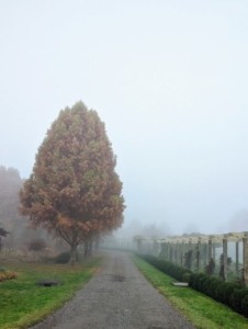Tại Sao Sương Mù Dày Đặc Đến Vậy? Giải Mã Hiện Tượng “It Was So Foggy” Tại Sao Sương Mù Dày Đặc Đến Vậy? Giải Mã Hiện Tượng “It Was So Foggy”