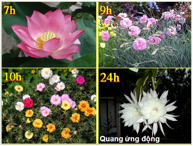 Ứng Động Là Gì? Phân Loại Và Vai Trò Trong Đời Sống Thực Vật Ứng Động Là Gì? Phân Loại Và Vai Trò Trong Đời Sống Thực Vật