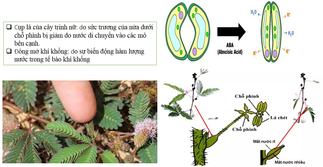 Diện Tích Chóp Tứ Giác Đều Lớp 8: Công Thức, Bài Tập, Ứng Dụng