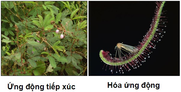 Ứng động tiếp xúc và hóa ứng động ở khí khổng