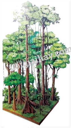 **Rừng Mưa Nhiệt Đới và Rừng Nhiệt Đới Gió Mùa: Sự Khác Biệt Là Gì?** **Rừng Mưa Nhiệt Đới và Rừng Nhiệt Đới Gió Mùa: Sự Khác Biệt Là Gì?**