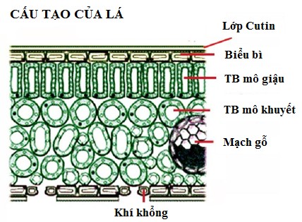 Cấu tạo của lá cây