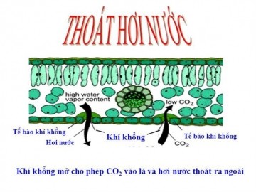 **Quá Trình Thoát Hơi Nước Ở Lá Cây Có Bao Nhiêu Vai Trò Sau Đây?** **Quá Trình Thoát Hơi Nước Ở Lá Cây Có Bao Nhiêu Vai Trò Sau Đây?**