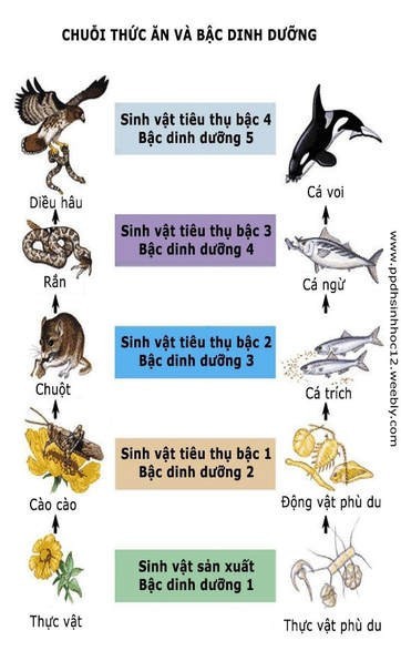 Bậc Dinh Dưỡng Là Gì? Vai Trò Và Các Bậc Dinh Dưỡng Trong Hệ Sinh Thái Bậc Dinh Dưỡng Là Gì? Vai Trò Và Các Bậc Dinh Dưỡng Trong Hệ Sinh Thái