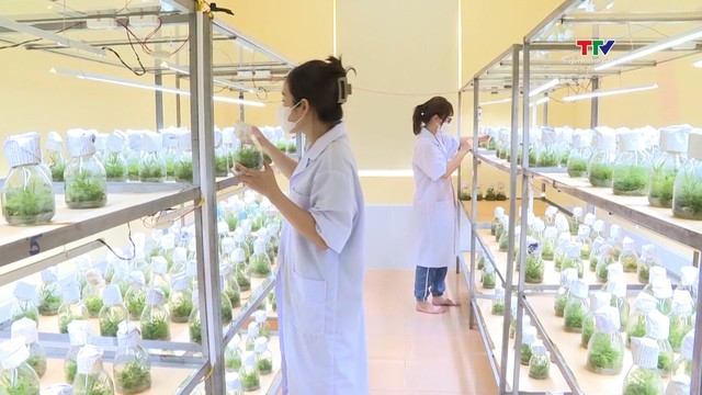 Ứng Dụng Của Công Nghệ Tế Bào Thực Vật Trong Nông Nghiệp Là Gì? Ứng Dụng Của Công Nghệ Tế Bào Thực Vật Trong Nông Nghiệp Là Gì?
