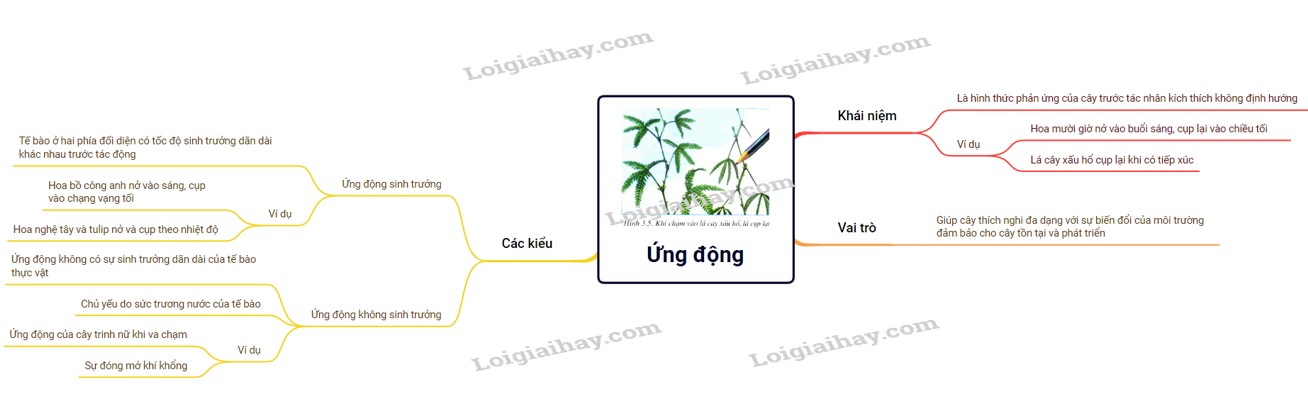 Diện Tích Chóp Tứ Giác Đều Lớp 8: Công Thức, Bài Tập, Ứng Dụng