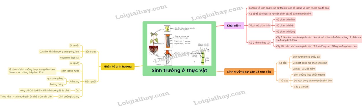 Mô Phân Sinh Ở Thực Vật Là Gì? Vai Trò Và Phân Loại Mô Phân Sinh Ở Thực Vật Là Gì? Vai Trò Và Phân Loại