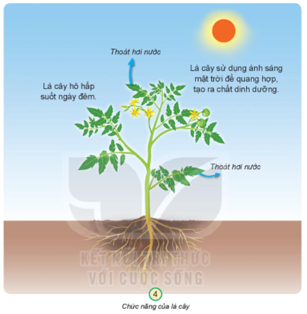 Lá Cây Có Chức Năng Gì? Giải Đáp Chi Tiết Từ A Đến Z Lá Cây Có Chức Năng Gì? Giải Đáp Chi Tiết Từ A Đến Z