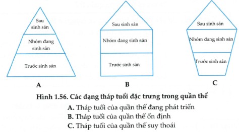 **Quần Thể Thông Thường Có Những Nhóm Tuổi Nào? Giải Đáp Chi Tiết** **Quần Thể Thông Thường Có Những Nhóm Tuổi Nào? Giải Đáp Chi Tiết**