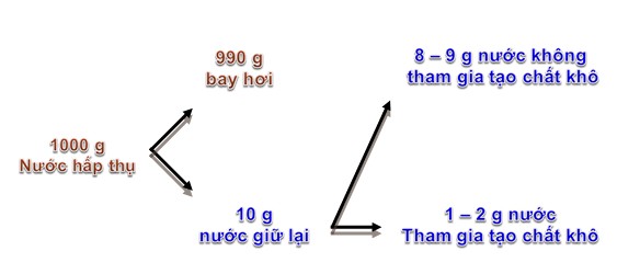 Nhu cầu nước ở thực vật