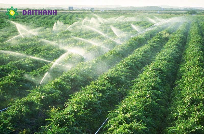 Quy Trình Chăm Sóc Cây Trồng Đúng Cách Để Năng Suất Vượt Trội? Quy Trình Chăm Sóc Cây Trồng Đúng Cách Để Năng Suất Vượt Trội?