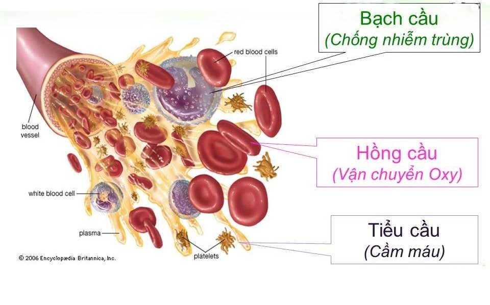 Các Thành Phần Của Máu Là Gì? Vai Trò Và Chức Năng Của Chúng Các Thành Phần Của Máu Là Gì? Vai Trò Và Chức Năng Của Chúng