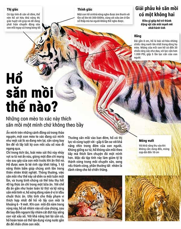 Hổ Mẹ Dạy Hổ Con Săn Mồi Khi Nào? Bí Quyết Từ Chuyên Gia Hổ Mẹ Dạy Hổ Con Săn Mồi Khi Nào? Bí Quyết Từ Chuyên Gia