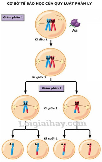 Đừng Quên Làm Bài Tập Về Nhà: Góc Khuất Chăm Sóc Chuyển Giới Trẻ Em Ở Phần Lan?