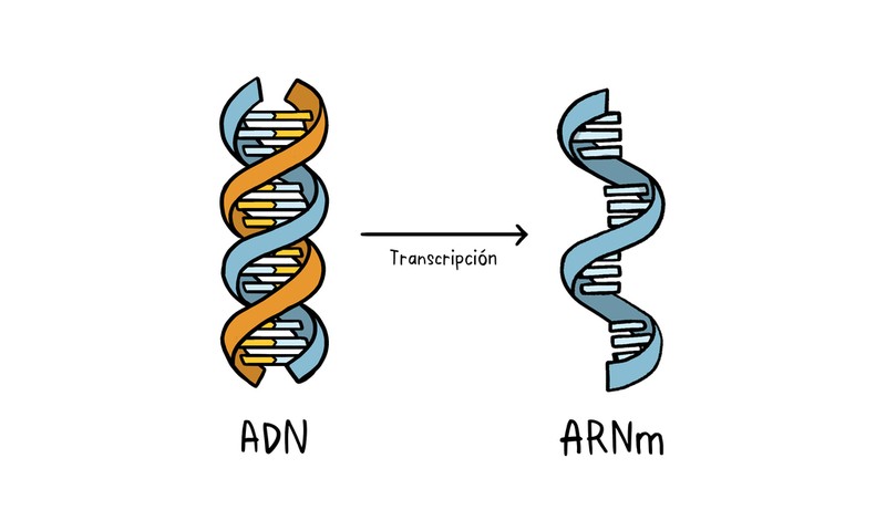 Phân tử mRNA tổng hợp từ DNA