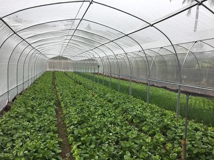 Advantages of Simple Greenhouses: A Comprehensive Guide for Vietnamese Growers Advantages of Simple Greenhouses: A Comprehensive Guide for Vietnamese Growers