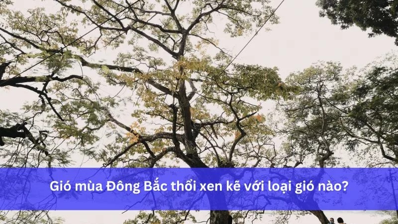 Tháng 6 Là Mùa Gì? Khám Phá Vẻ Đẹp Đặc Trưng Của Mùa Hè
