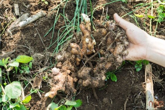 Gừng sẻ thuần chủng tại Tây Giang, Quảng Nam