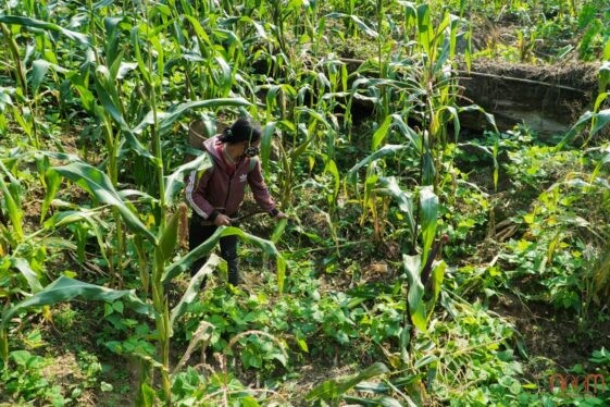 Giống Thuần Chủng Là Giống Có Đặc Điểm Gì? Tìm Hiểu Ngay! Giống Thuần Chủng Là Giống Có Đặc Điểm Gì? Tìm Hiểu Ngay!