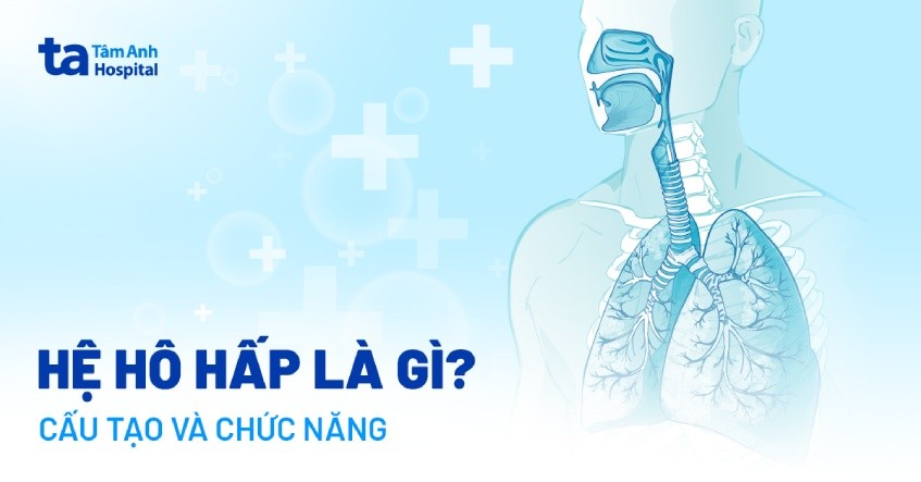 **Đường Dẫn Khí Có Chức Năng Gì? Vai Trò Quan Trọng Trong Hô Hấp** **Đường Dẫn Khí Có Chức Năng Gì? Vai Trò Quan Trọng Trong Hô Hấp**