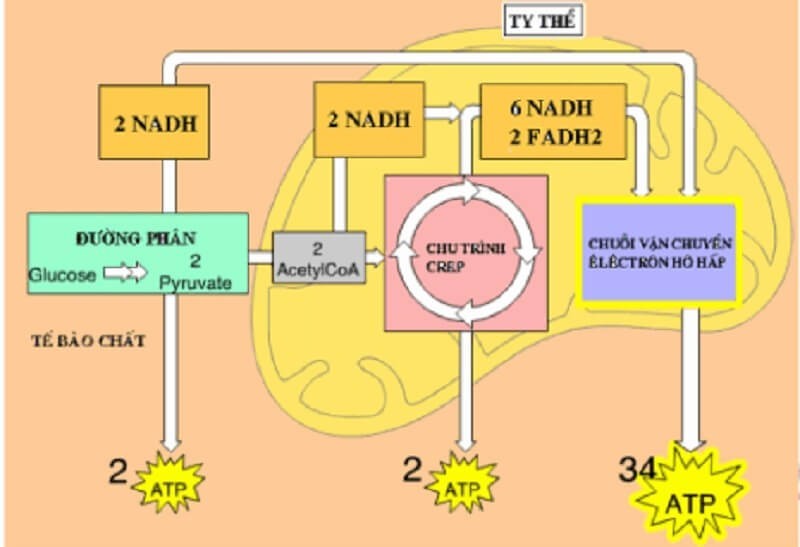Hô Hấp Hiếu Khí Được Diễn Ra Trong Giai Đoạn Nào? Ý Nghĩa Và Giai Đoạn Hô Hấp Hiếu Khí Được Diễn Ra Trong Giai Đoạn Nào? Ý Nghĩa Và Giai Đoạn