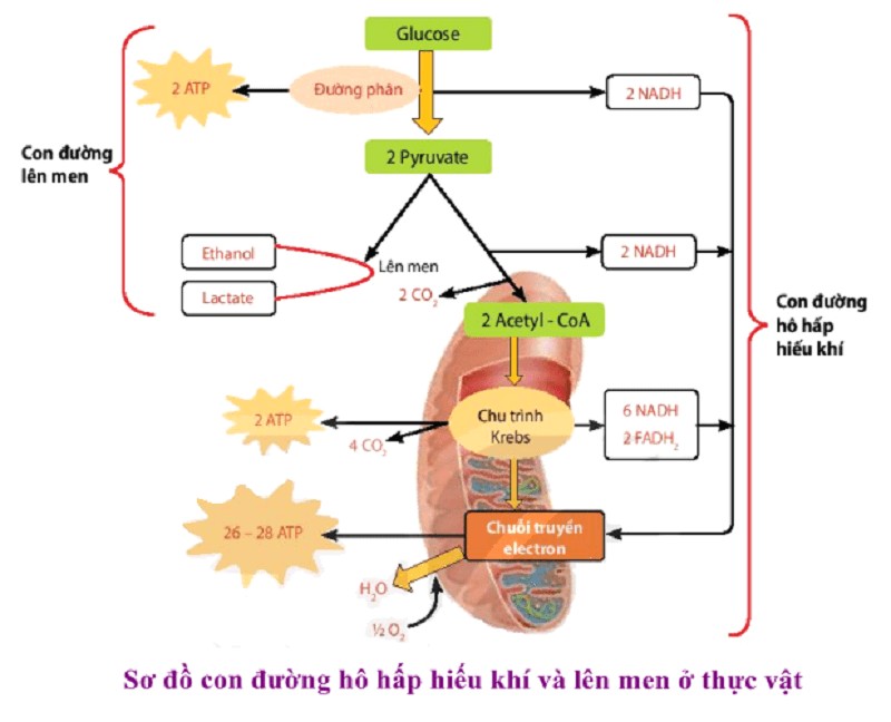 Vì Sao Các Amino Axit Có Nhiệt Độ Nóng Chảy Cao Đều Là Chất Rắn?