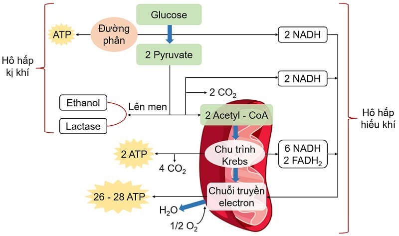 Vì Sao Các Amino Axit Có Nhiệt Độ Nóng Chảy Cao Đều Là Chất Rắn?