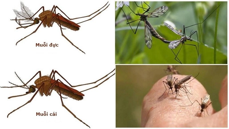 Muỗi đực hút nhựa cây, muỗi cái hút máu, ảnh hưởng đến tỷ lệ giới tính trong quần thể