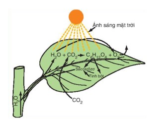 Quá Trình Quang Hợp Không Có Vai Trò Nào Sau Đây? Giải Đáp! Quá Trình Quang Hợp Không Có Vai Trò Nào Sau Đây? Giải Đáp!