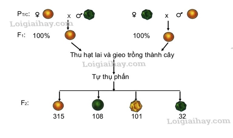 Ý Nghĩa Thực Tiễn Của Quy Luật Phân Li Độc Lập Là Gì? Ý Nghĩa Thực Tiễn Của Quy Luật Phân Li Độc Lập Là Gì?