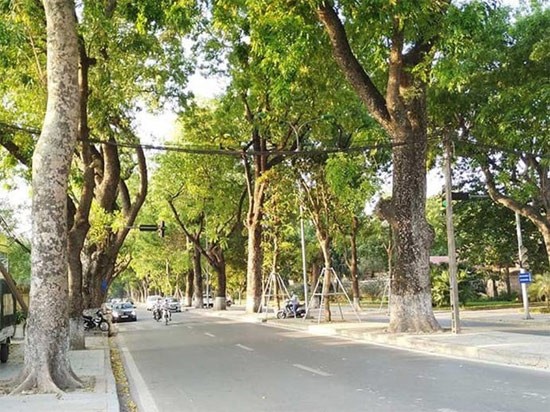Tả Cây Xà Cừ: Chi Tiết, Sâu Sắc, Hấp Dẫn Cho Mọi Lứa Tuổi Tả Cây Xà Cừ: Chi Tiết, Sâu Sắc, Hấp Dẫn Cho Mọi Lứa Tuổi
