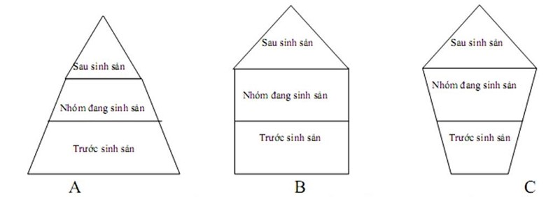 Tháp tuổi thể hiện cấu trúc tuổi của quần thể, ảnh hưởng đến sự phát triển của quần thể
