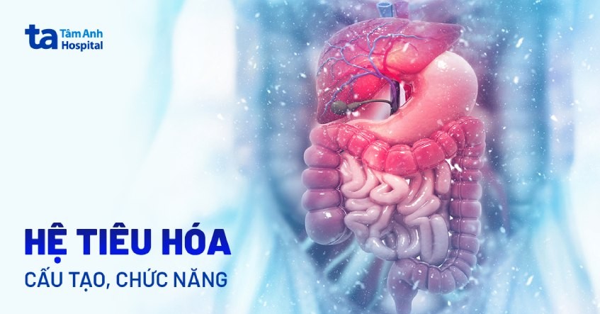 Hệ Tiêu Hóa Gồm Những Cơ Quan Nào? Chức Năng và Bảo Vệ Hệ Tiêu Hóa Gồm Những Cơ Quan Nào? Chức Năng và Bảo Vệ