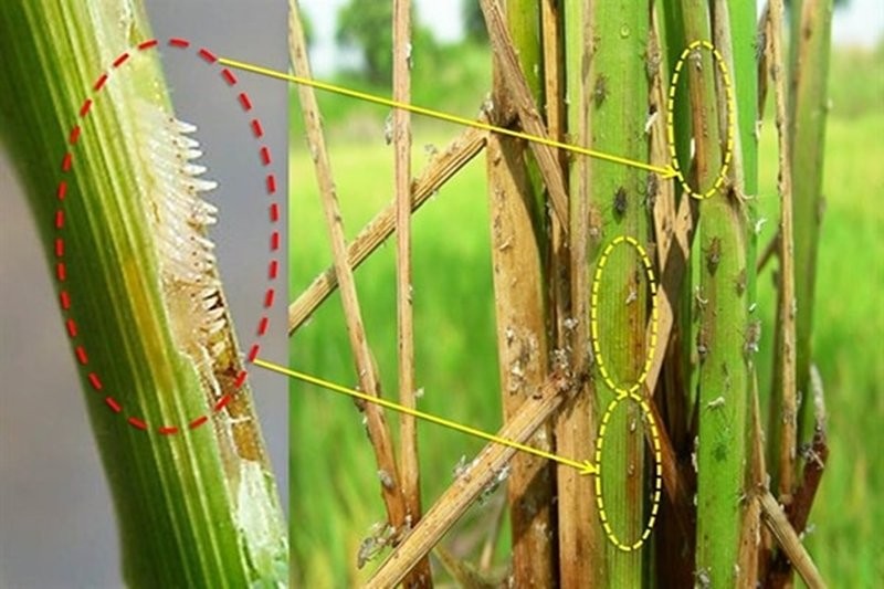 Chim Chào Mào Chợ Tốt: Giá Cả, Kinh Nghiệm Chọn Mua (2025)
