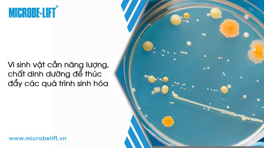 **Số Kiểu Dinh Dưỡng Ở Vi Sinh Vật Là Gì? Phân Loại Chi Tiết** **Số Kiểu Dinh Dưỡng Ở Vi Sinh Vật Là Gì? Phân Loại Chi Tiết**