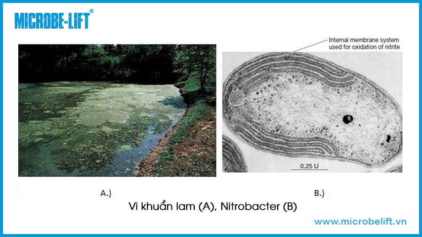 Mua Bút Mực và Bút Chì: Cách Chọn, Lưu Ý và Địa Chỉ Mua Uy Tín?