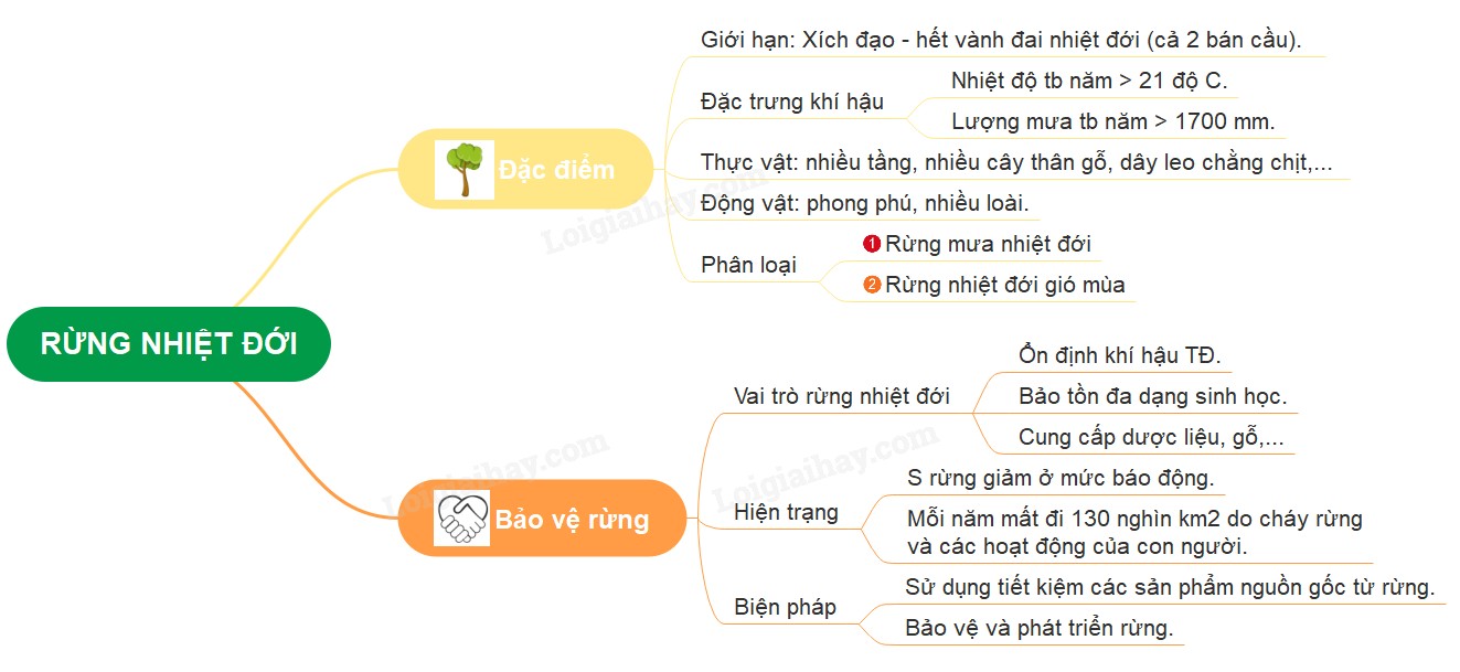 **Rừng Nhiệt Đới: Trình Bày Đặc Điểm Chi Tiết Nhất Cùng CAUHOI2025.EDU.VN** **Rừng Nhiệt Đới: Trình Bày Đặc Điểm Chi Tiết Nhất Cùng CAUHOI2025.EDU.VN**