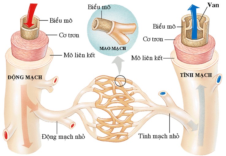 **Huyết Áp Là Gì Sinh 11? Tìm Hiểu Chi Tiết Nhất** **Huyết Áp Là Gì Sinh 11? Tìm Hiểu Chi Tiết Nhất**