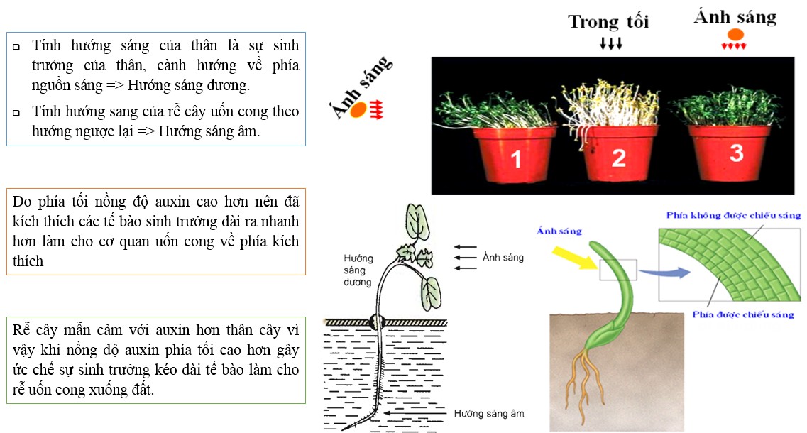 Các Kiểu Hướng Động Ở Thực Vật: Định Nghĩa, Cơ Chế và Ví Dụ Các Kiểu Hướng Động Ở Thực Vật: Định Nghĩa, Cơ Chế và Ví Dụ