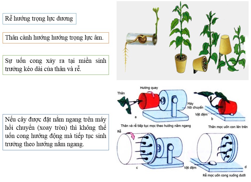 Hướng Trọng Lực