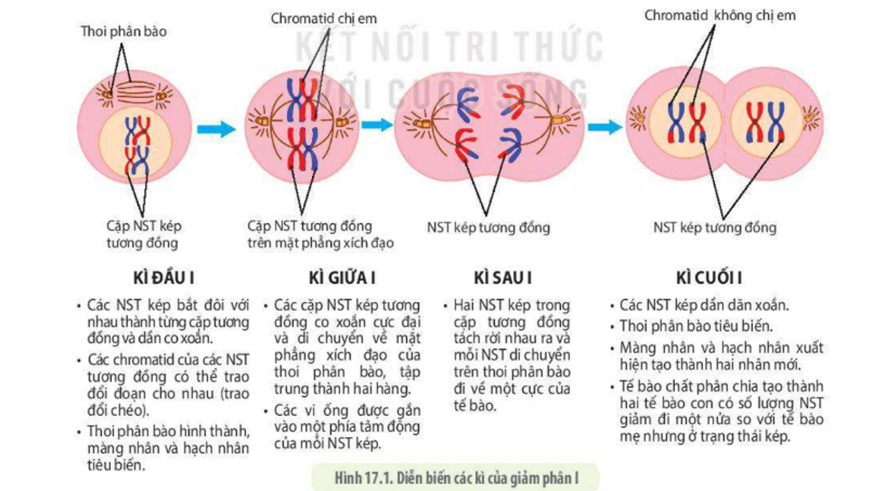 Giảm Phân Là Gì? Ý Nghĩa, Các Kỳ, Và Kết Quả Chi Tiết Giảm Phân Là Gì? Ý Nghĩa, Các Kỳ, Và Kết Quả Chi Tiết