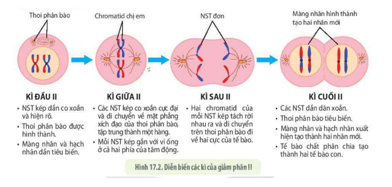 Các giai đoạn của giảm phân II