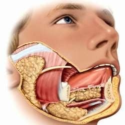 Quá Trình Tiêu Hóa Ở Người: Diễn Ra Như Thế Nào Và Tại Sao Quan Trọng? Quá Trình Tiêu Hóa Ở Người: Diễn Ra Như Thế Nào Và Tại Sao Quan Trọng?