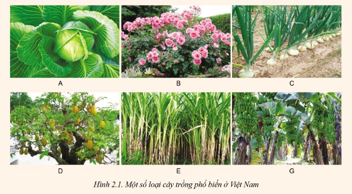 Phân loại cây trồng theo nguồn gốc