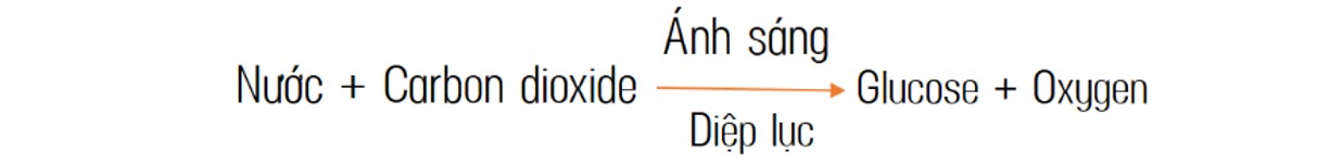 Quang Hợp Là Gì? Vai Trò, Phương Trình Và Ứng Dụng Thực Tế Quang Hợp Là Gì? Vai Trò, Phương Trình Và Ứng Dụng Thực Tế