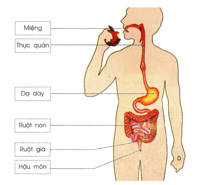 Phần Mở Rộng Tệp Chương Trình Máy Tính Là Gì? Giải Đáp Chi Tiết