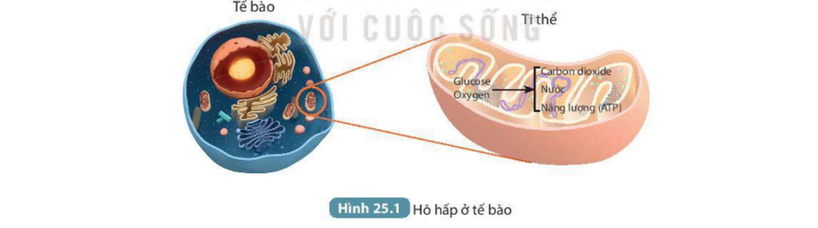 Trong Đô Thị Thông Minh, AI Sẽ Được Lắp Đặt Để Hỗ Trợ Thành Phố Như Thế Nào?